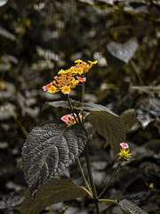 "Delicate vibes, wild nature 🌼🌿"
