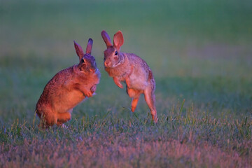 Two Cottontail bunny rabbits playing in a grass field. 