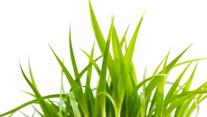 Fototapeta premium green grass isolated on white background