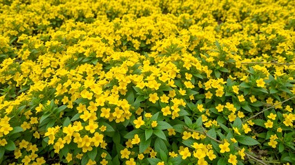 Fototapeta premium Vibrant field of yellow flowers in full bloom under soft sunlight
