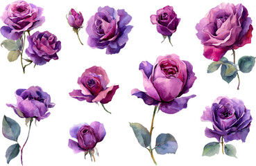 collection of flowers