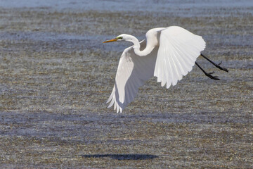 Large white egret bird inflight in saterwater marsh in habitat. 