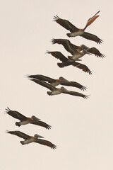 Brown pelicans inflight over surf. 