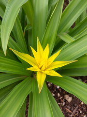 Obraz premium Yellow and green leaves Furcraea foetida. Beautiful flower . Pointed leaf plants, plants to decorate the garden