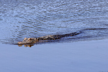 American alligator swimming in habitat in water. 