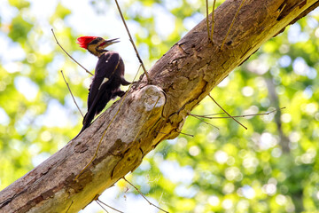 Pileated woodpecker perched on drumming limb in habitat. 