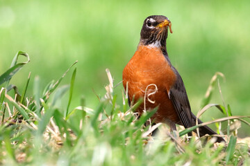Fototapeta premium Robin sporting worm in beak against a blurry green background. 