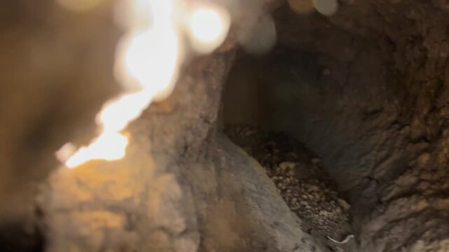 fox wild cunning smart animal builds deep holes with many entrances and exits underground to escape from enemy pursuit.