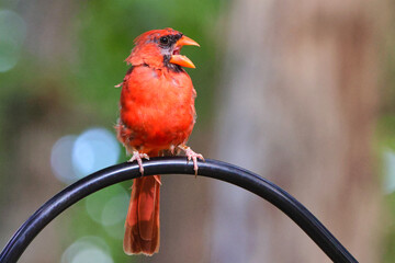 Northern cardinals perched on ironwork. . 