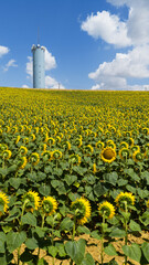 Campagne et fleurs