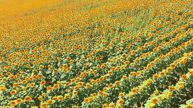 Avanc&eacute;e sur les tournesols