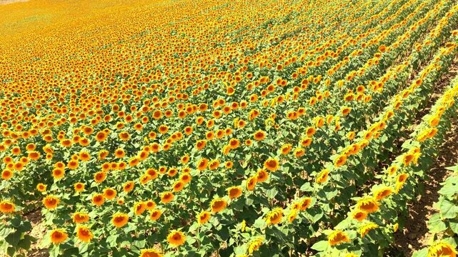 Tournesols et vent