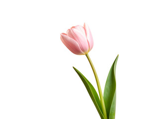 Fototapeta premium Overhead Shot of White Tulip with Curved Stem on Neutral Beige Backdrop