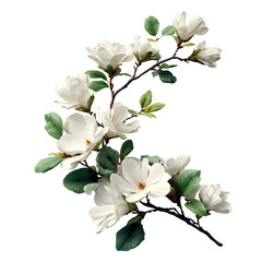 Obraz premium Branch of White Magnolia Flowers and Green Leaves in Natural Arc, Isolated on Transparent Background