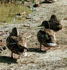 duck and ducklings