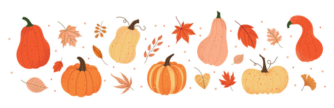 Fall pumpkin and autumn leaves banner. Collection of seasonal vegetables and foliage for Thanksgiving and harvest design. Cute composition. Flat vector illustration isolated on white background. - Powered by Adobe