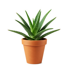 Fototapeta premium Aloe Vera in a clay pot isolated on white background