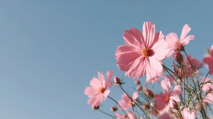 Pink flowers blooming clear blue sky