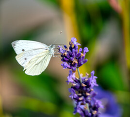 butterfly pollinating on a flower