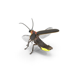 Glowing firefly isolated on transparent background
