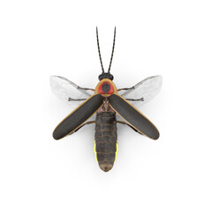 Glowing firefly top view