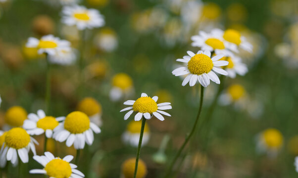 Beautiful close-up of anthemis nobilis