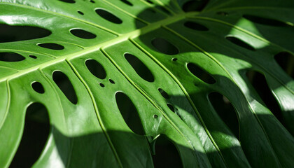 close-up of Monstera leaf with holes and shadows, dramatic light on dark green