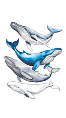 Detailed artistic depiction of unique whale species showcasing their differences and beauty. Ideal for marine life, conservation, educational purposes related to oceanic creatures, aquatic ecosystems.