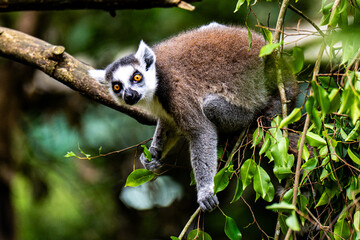 ring tailed lemur catta