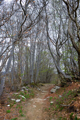 forest near Mount Antola, Genoa, Liguria, Italy
