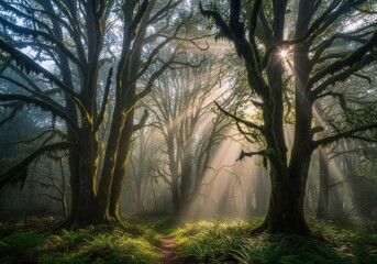 A sunlit path winds through a misty, ancient forest with moss-covered trees, creating an enchanting and serene natural landscape.
