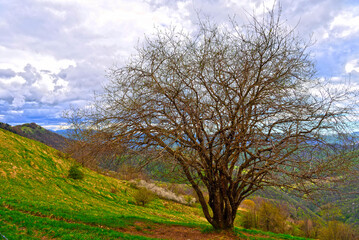 Fototapeta premium Pian di Cavalla ring trail, Antola Natural Park, Genoa, Liguria, Italy