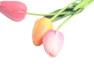 colorful easter spring flower botanical background red and pink tulips. copy space.