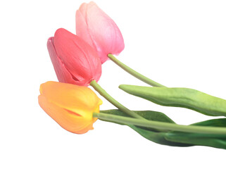 colorful easter spring flower botanical background red and pink tulips. copy space.