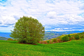 Pian di Cavalla ring trail, Antola Natural Park, Genoa, Liguria, Italy