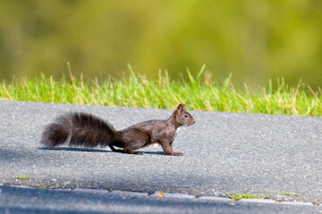 Schwarzes Eichhörnchen rennt über eine Straße  © Karin Jähne