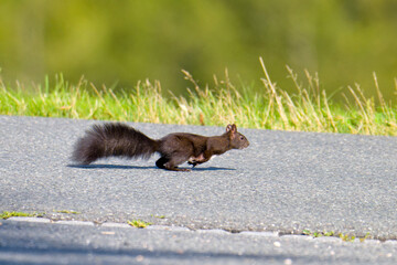 Schwarzes Eichhörnchen rennt über eine Straße  © Karin Jähne