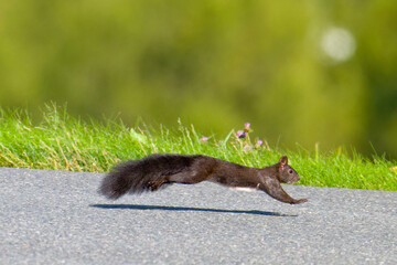 Schwarzes Eichhörnchen rennt über eine Straße  © Karin Jähne