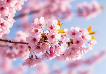 A vibrant branch of pink cherry blossoms with delicate petals against a soft blue sky.