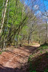 Woods near Mount Antola, Genoa, Liguria, Italy