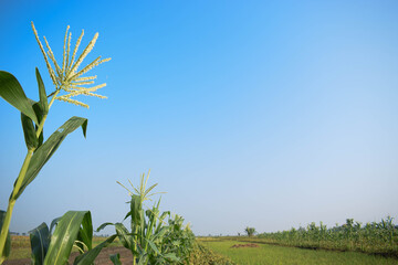 Young Corn Plants in a Rural Farmland Under Clear Blue Sky