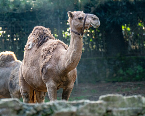 camel in the desert