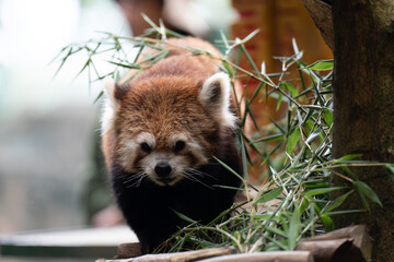 a Red Panda Amongst Lush green bamboo foliage 