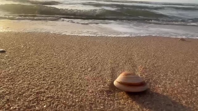 shell on the beach