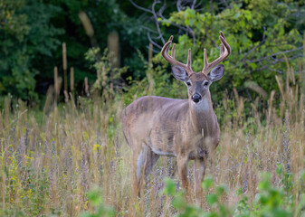 Fototapeta premium White-tailed deer buck on an early morning with velvet antlers in summer in Canada
