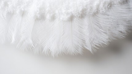 Delicate white feather wing detail, pristine and softly illuminated from above.