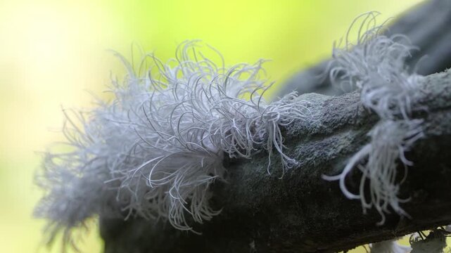 white butterfly larva