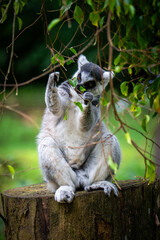 ring tailed lemur