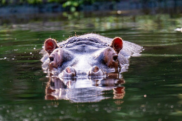 hippopotamus in water