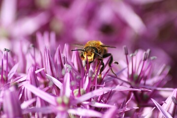 Bee Pollinating a Purple-Pink Flower – Macro Close-Up